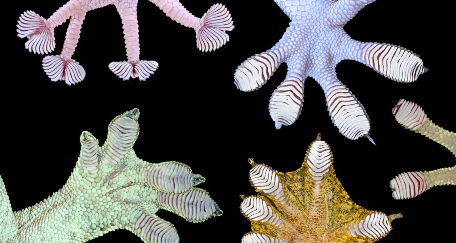 Macro photography of various different geckos' toe pads, by Prof. Kellar Autumn.'
