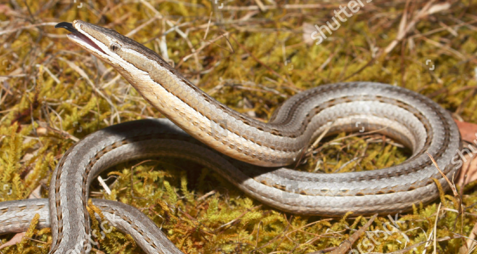 A photo of a Burton's legless lizard sticking out its tongue, with a watermark from Shuttershock.'